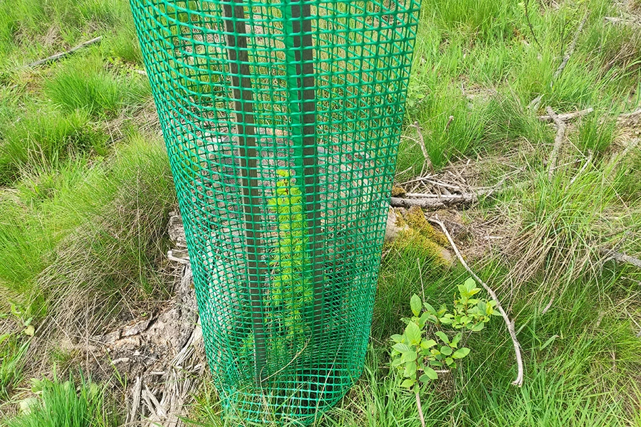 neu-gepflanzter-jungbaum-im-frankenwald-wiederaufforstung